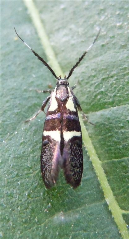 Dasycera oliviella